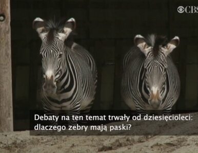 Miniatura: Już wiadomo, dlaczego zebry mają paski