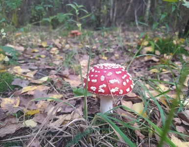 Miniatura: Pogoda do końca tygodnia. Ostatni moment...