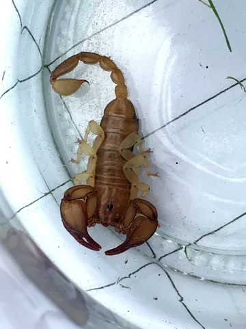 Skorpion przywieziony z Chorwacji 