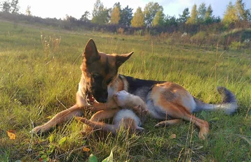 Nova i Pacco 