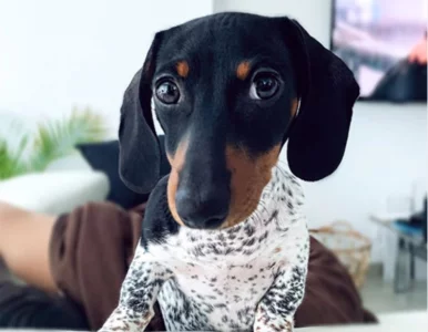 Miniatura: Dalmatyńczyk czy jamnik? Takiego psa...