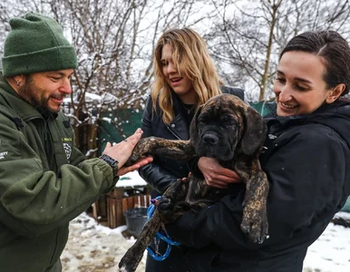 Miniatura: Im wojny nikt nie wytłumaczy. Ruszyła...