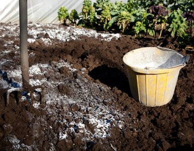 Miniatura: Posyp trawnik tym białym proszkiem. Wiosną...