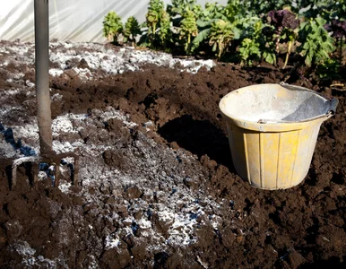 Miniatura: Posyp trawnik tym białym proszkiem. Wiosną...