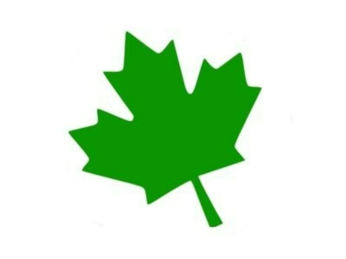 Naklejka zielony liść klonu