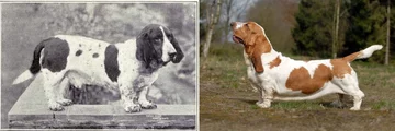 Basset 