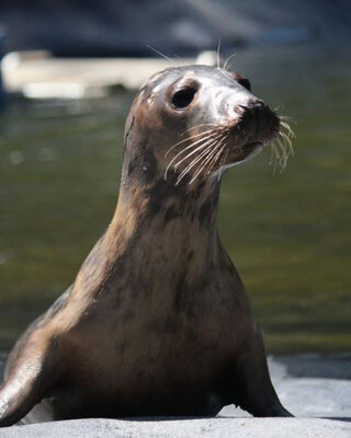 Miniatura: Foki uratowane przez organizację Seal...
