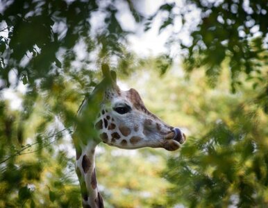 Miniatura: W łódzkim ZOO padła żyrafa Tofik