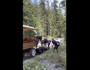 Miniatura: Morskie Oko. To koniec męczarni koni?...