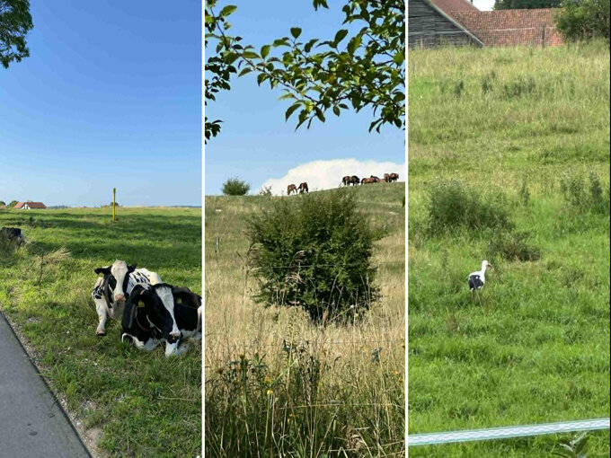 Zwierzęta na Mazurach