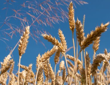 Miniatura: BASF: W kierunku zrównoważonego rolnictwa