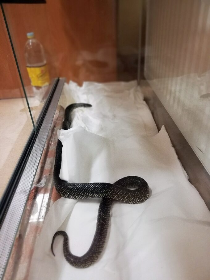 Wąż znaleziony w Wesołej