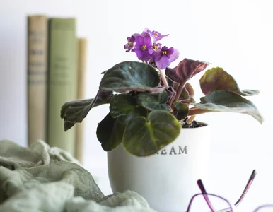 Miniatura: Fiołki afrykańskie kochają ciasne...