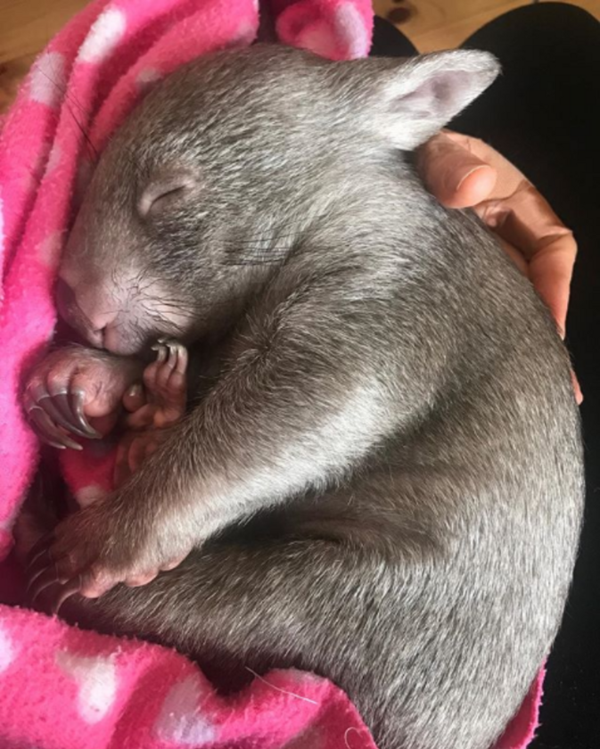 Malutki wombat 