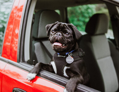 Miniatura: Twój pies podróżuje samochodem bez pasów i...