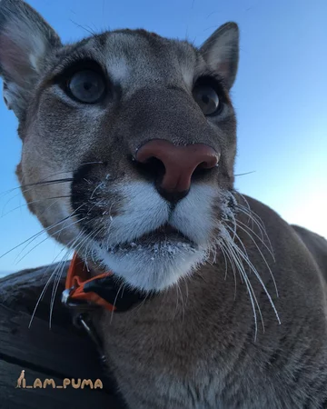 Puma Messi 