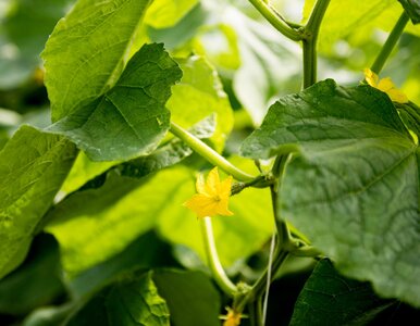 Miniatura: Wystarczy wymieszać z wodą. Naturalny...