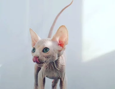 Miniatura: Koty, które niektórzy uważają za...