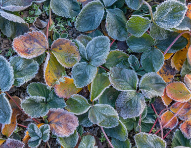 Miniatura: Jak przygotować truskawki do zimy?...