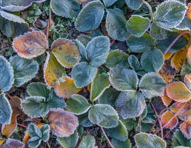 Miniatura: Jak przygotować truskawki do zimy?...