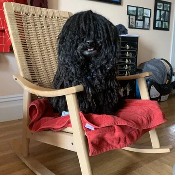 Napoleon, przedstawiciel rasy puli 