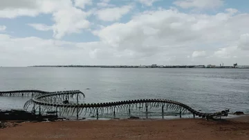 Serpent D'ocean 