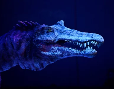 Miniatura: 10 metrów i kilka ton. W Europie...