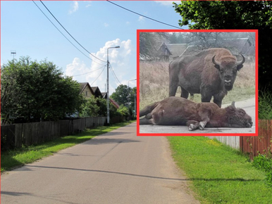 Miniatura: Ten wypadek rozdziera serce. Wojskowa...