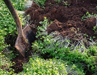 Miniatura: 5 roślin zadziała jak naturalny nawóz....