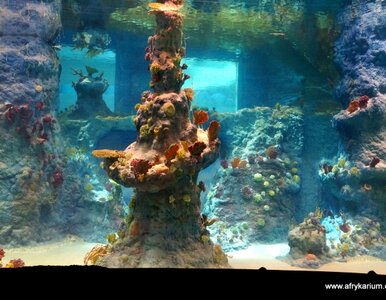 Miniatura: Największe w Europie oceanarium wkrótce...