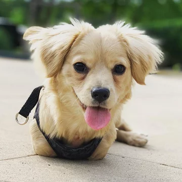 Suczka Gracie 