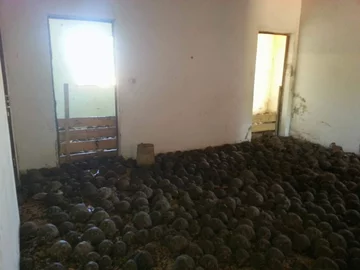 Żółwie promieniste uwięzione w mieszkaniu 