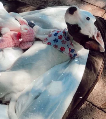 Bunny 