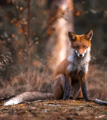 Autorem zdjęć jest Ossi Saarinen 