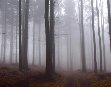 Miniatura: Leśnicy zaapelowali do internautów. „Nie...