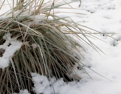 Miniatura: Przegapisz ten termin, a trawy ozdobne nie...