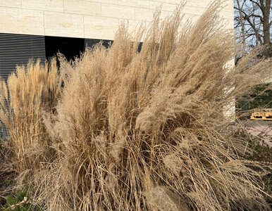 Miniatura: Ogrodnicy ruszyli z sekatorami. Jeśli masz...