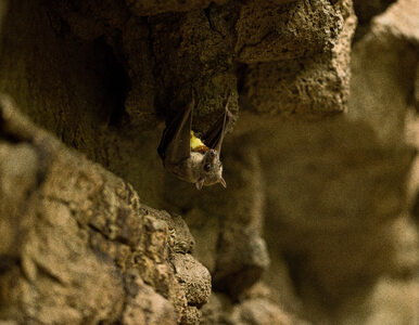 Nietoperze zaczynają hibernację. Znana jaskinia zamknięta dla zwiedzających