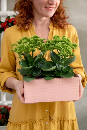 Kalanchoe Blossfelda 