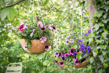 Petunia/surfinia