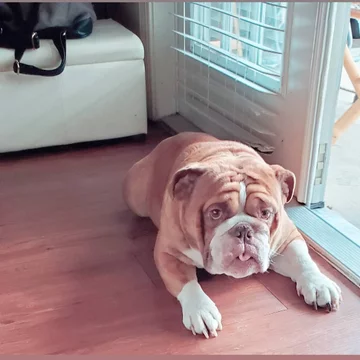 Big Poppa 