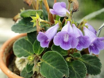 Gloksynia, Sinningia speciosa