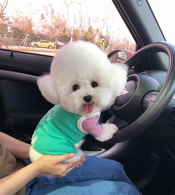 Przedstawiciel rasy bichon frise 