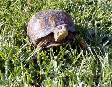 Miniatura: Zagiony przed 30 laty żołw... wcale nie...