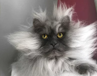 Miniatura: Nowa gwiazda mediów społecznościowych....