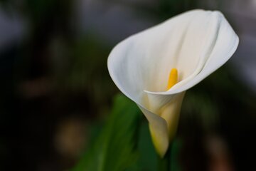 Kalla