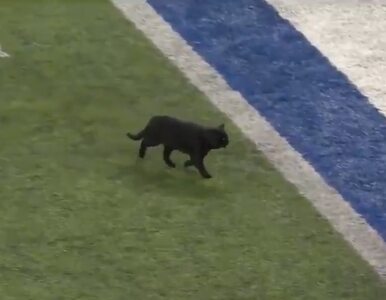 Miniatura: Czarny kot na boisku podczas meczu. Ludzie...