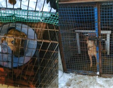 Miniatura: 200 psów w środku wsi. Aktywiści prowadzą...