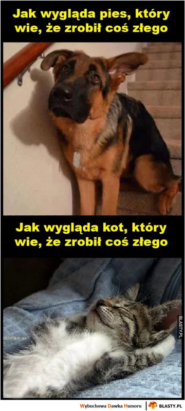 Memy z kotami w roli głównej 