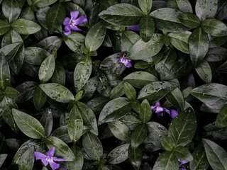 Barwinek pospolity (Vinca minor)